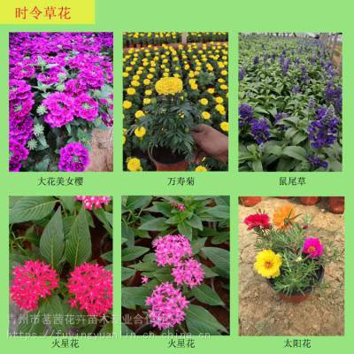 青州花卉种植基地;十一节日用花常见种类;国庆节花坛花卉