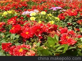 赤峰 花卉种子价格 赤峰 花卉种子批发 赤峰 花卉种子厂家